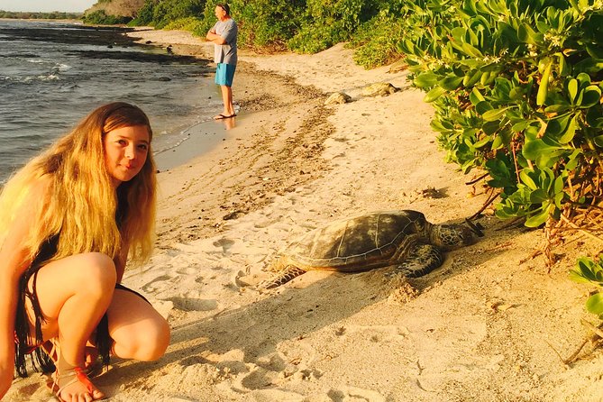 Kona Shore Excursion: Sea Turtles, Historic Kona & Coffee - Customer Reviews Summary
