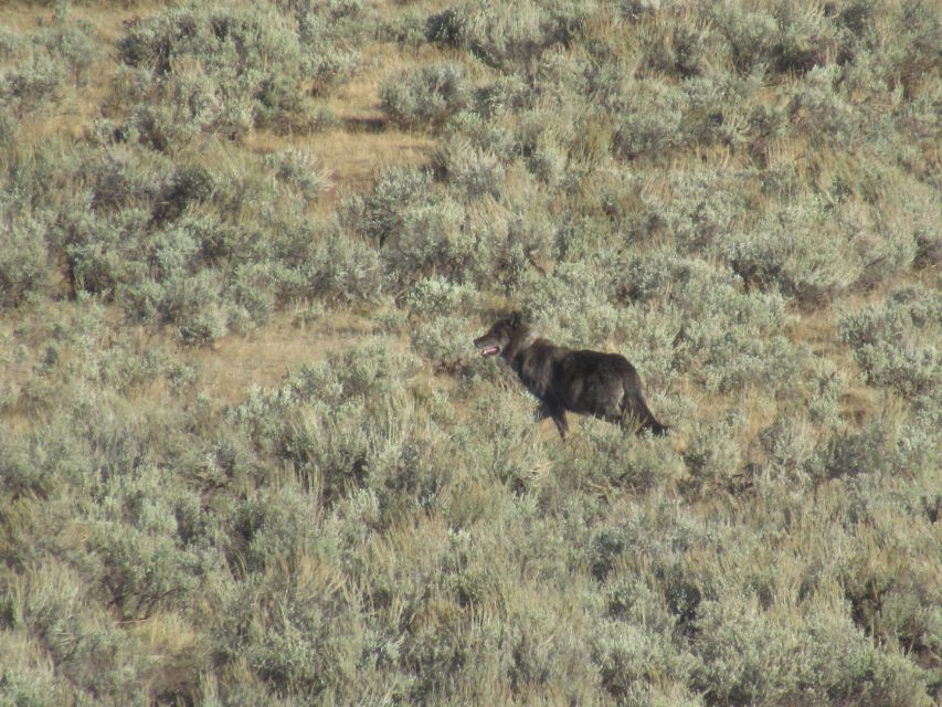 Lamar Valley: Safari Hiking Tour With Lunch - Location Directions