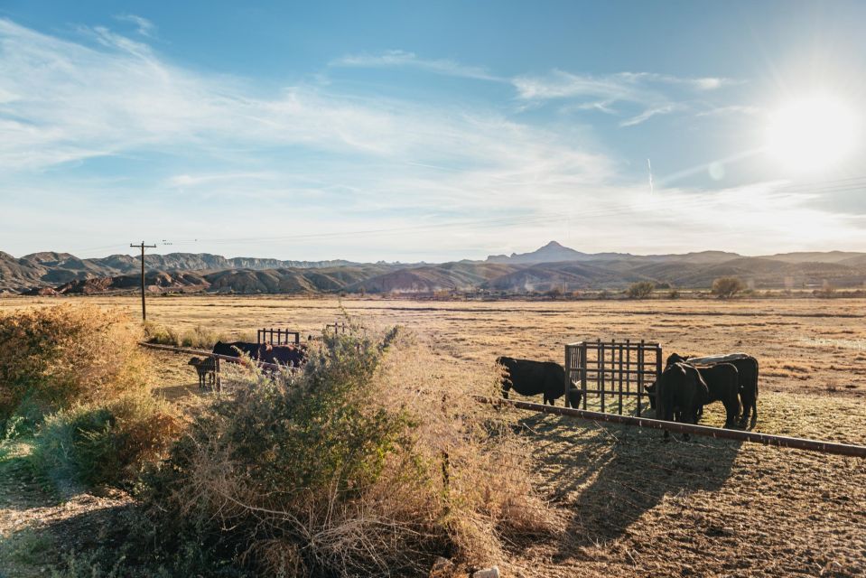 Las Vegas: Admire the Desert Sunset on Horseback With BBQ - Customer Reviews and Ratings