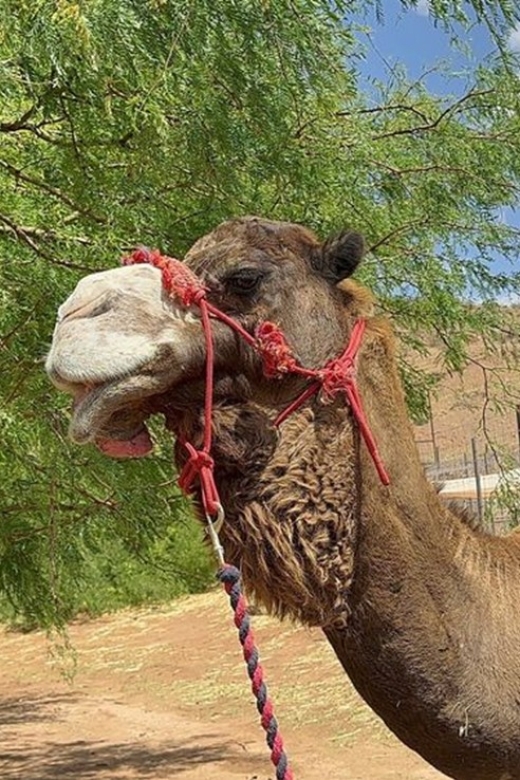 Las Vegas: Desert Camel Ride - Pricing Information