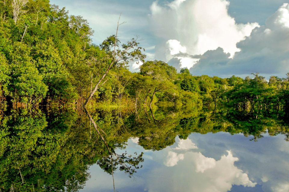 Manaus: Amazon Jungle Half-Day Walking Tour - Location and Ratings