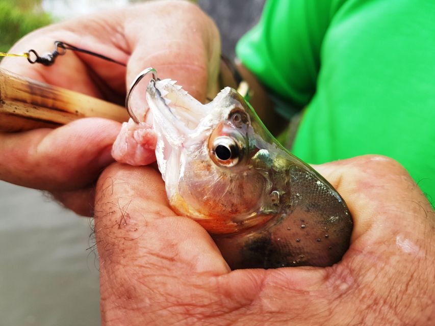 Manaus: Piranha Fishing and Alligator Watch Evening Tour - Full Activity Description