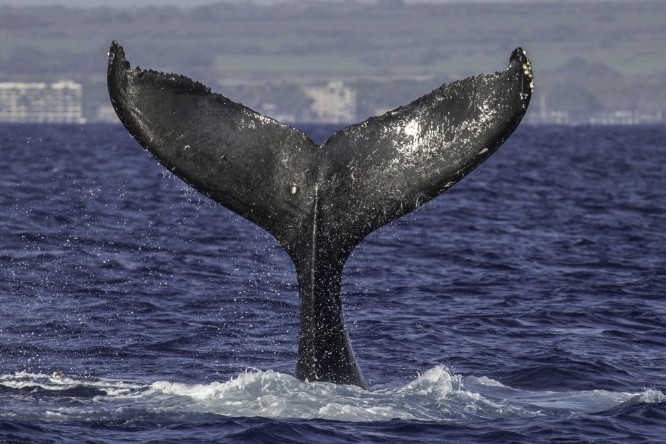 Maui: Deluxe Whale Watch Sail & Lunch From Maalaea Harbor - Inclusions