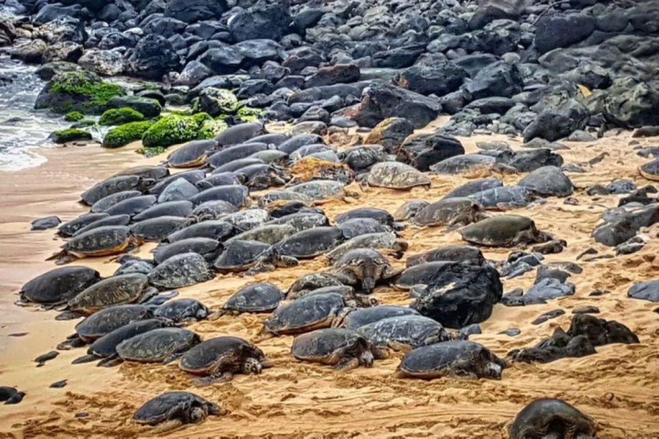 Maui: Iao Valley, Tropical Plantation & Lavender Farm Tour - Tour Highlights