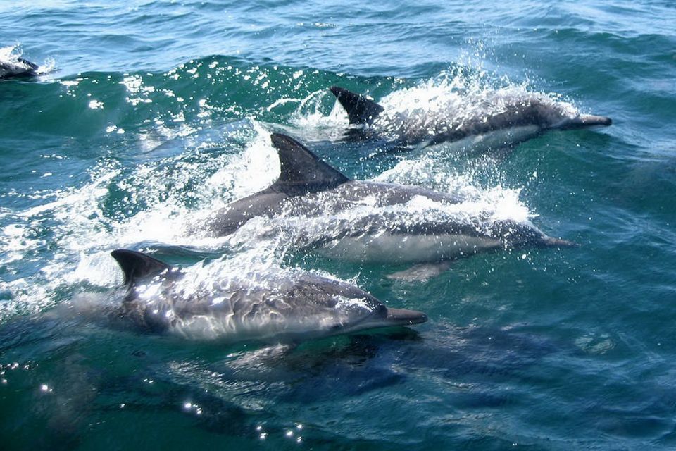 Miami: Day Trip to Key West W/ Dolphin Watching & Snorkeling - Key West Exploration