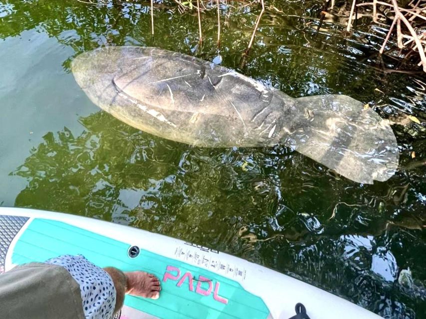 Miami: Manatee Season Tour Paddleboard or Kayak Tour - Booking Information