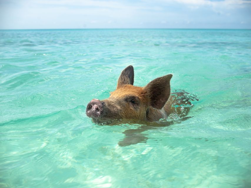 Nassau: Rose Island Swimming Pigs Morning Tour - Booking Directions