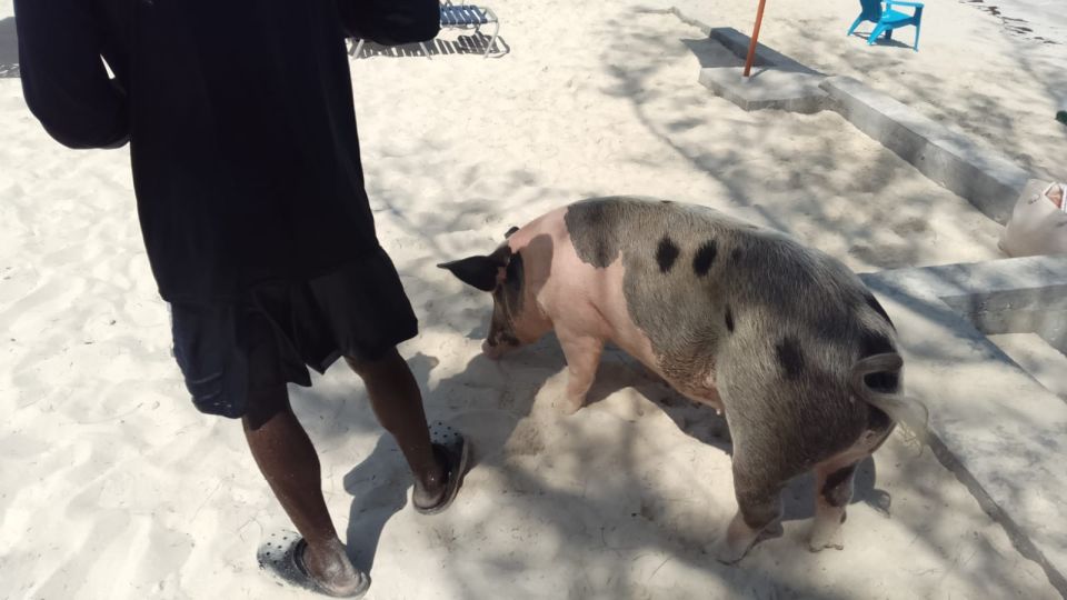 Nassau: Swimming Pigs Private Boat Tour - Up to 7 Persons - Meeting Point