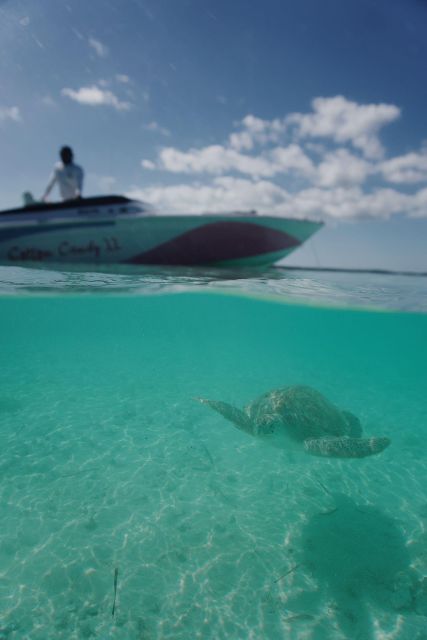 Nassau: Swimming Pigs, Snorkeling W/Turtles Lunch Beach Club - Highlighted Activities