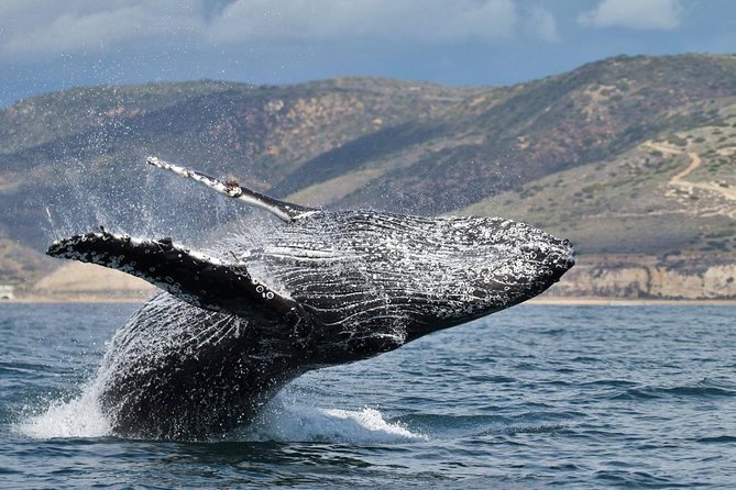 Newport Beach Whale and Dolphin Watching Cruise - Environmental Conservation