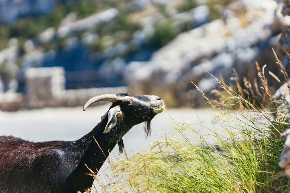 Nice: Gorges of Verdon and Fields of Lavender Tour - Important Information