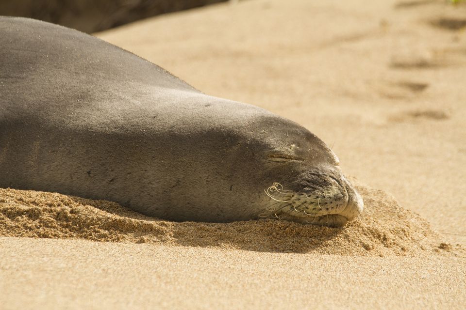 Oahu: Sunrise & Full-Day Island Photo Tour With Small Group - Common questions