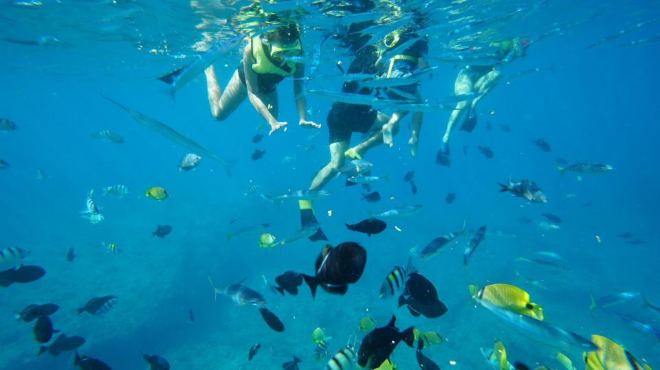 Oahu: Swim With Dolphins, Turtle Snorkel Tour and Waterslide - Customer Ratings and Reviews