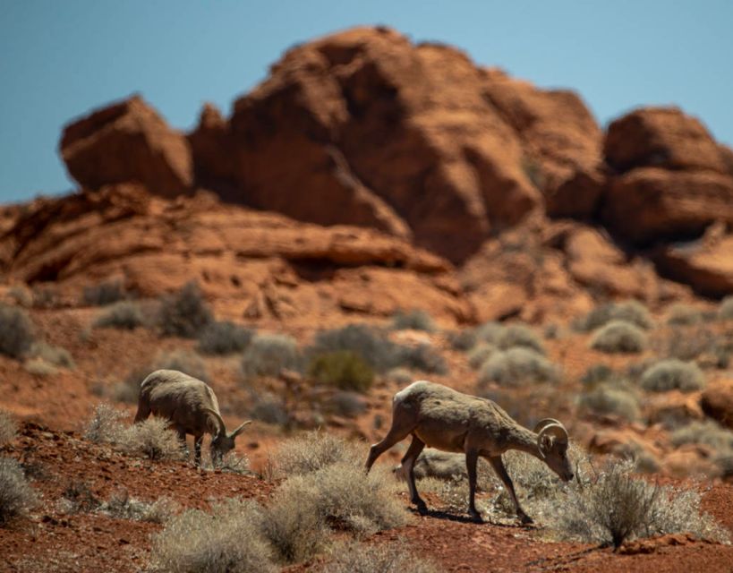 Off-road Desert Adventure: Secrets of the Old West - Common questions