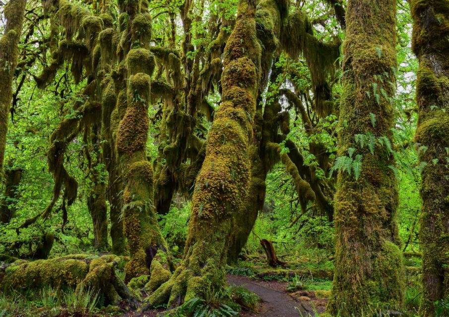 Olympic National Park: Hoh Rain Forest and Rialto Beach Tour - Customer Reviews