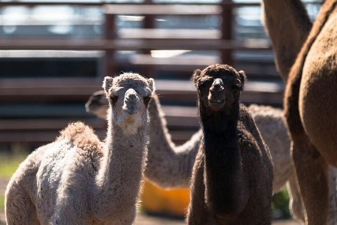 One Hump Camel Farm and Wine Tour - Common questions