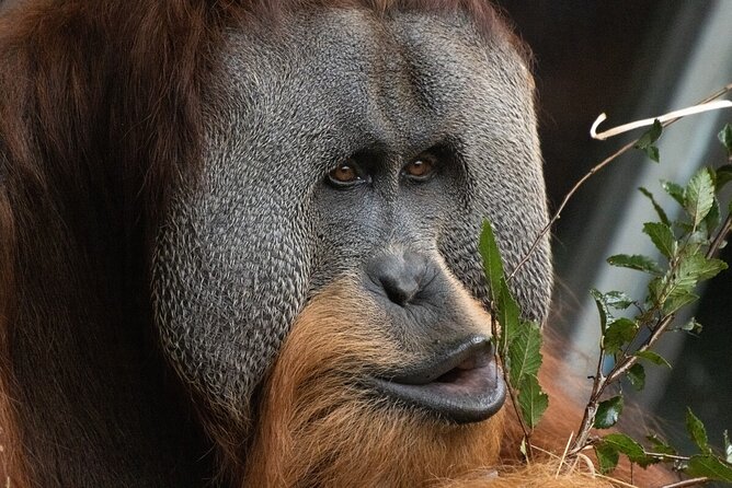 Orangutan Experience at Melbourne Zoo - Excl. Entry - Pricing Information