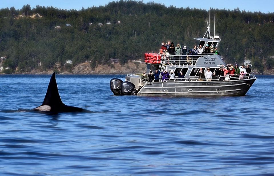 Orcas Island: Orca Whales Guaranteed Boat Tour - Logistical Information for the Tour