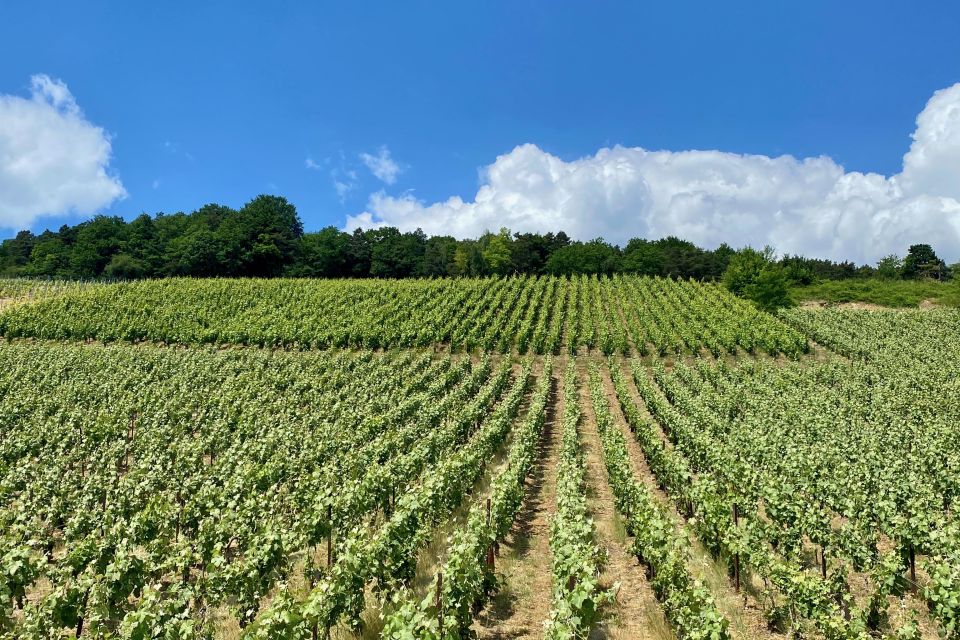 Private Champagne Moet & Chandon, AYALA, Chateau Boursault - Tour Description