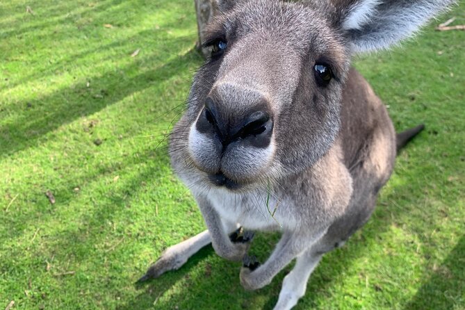 Puffing Billy, Moonlit Sanctuary and Chadstone Shopping Centre - Customer Support Details