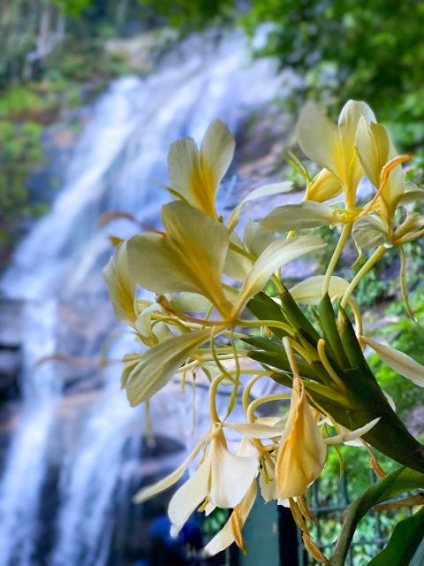 Rio De Janeiro: Tijuca Forest, Waterfalls, and Cave. - Park History and Visitor Center