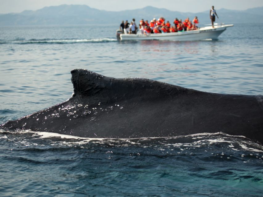 Samaná: Whale Watch, Cayo Levantado & Limón Waterfall Tour - Experience Description
