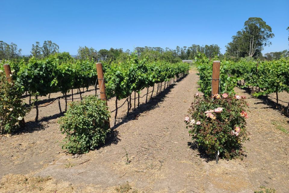 San Francisco: Half-Day Wine Tour With 2 Tastings Included - Booking Information and Options