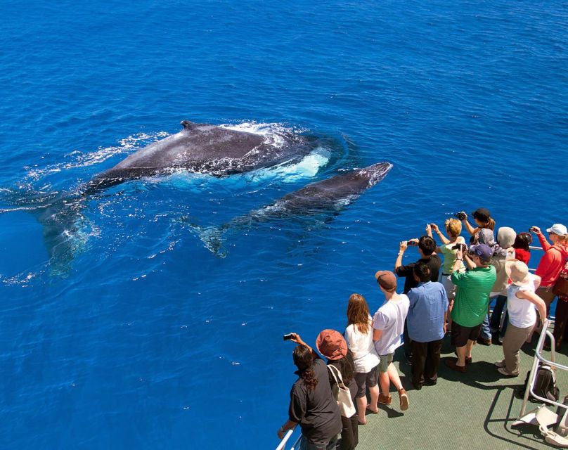 Santo Domingo: Whale Watching and Cayo Levantado - Inclusions