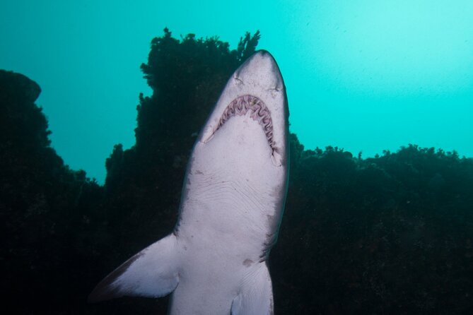 Scuba Dive With Grey Nurse Sharks in Bushrangers Bay - Pricing and Booking Information