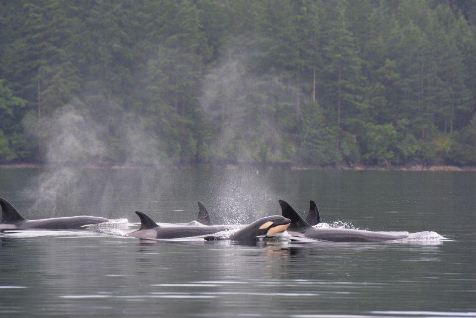 Seattle: Pier 69 Wildlife and Whale Watching Boat Tour - Tour Experience