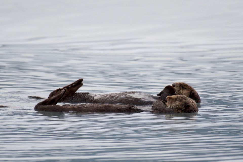 Seward: Resurrection Bay and the Kenai Fjords Orca Cruise - Inclusions