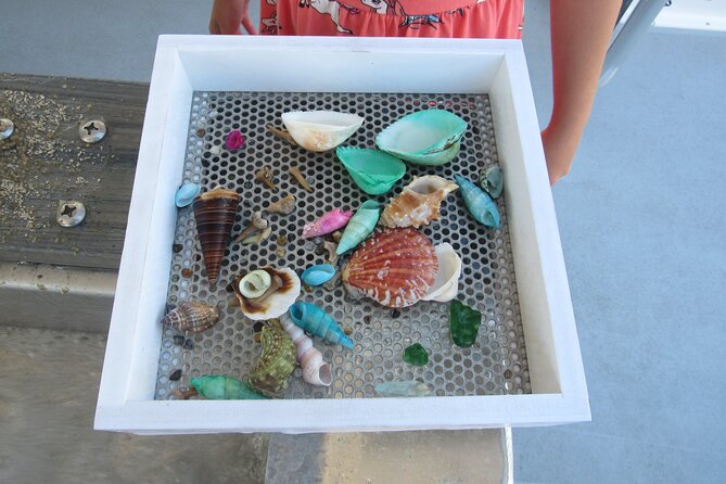 Shark Teeth and Shells, Dolphin and Shelling Tour Boat Clearwater Beach - Shelling Boat Experience