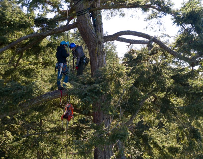 Silver Falls: Old-Growth Tree Climbing Adventure - Meeting Point and Important Information