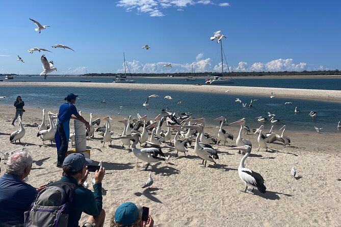 Surfers Paradise to Wavebreak Island Pelican Cruise Picnic - Pricing and Booking Information