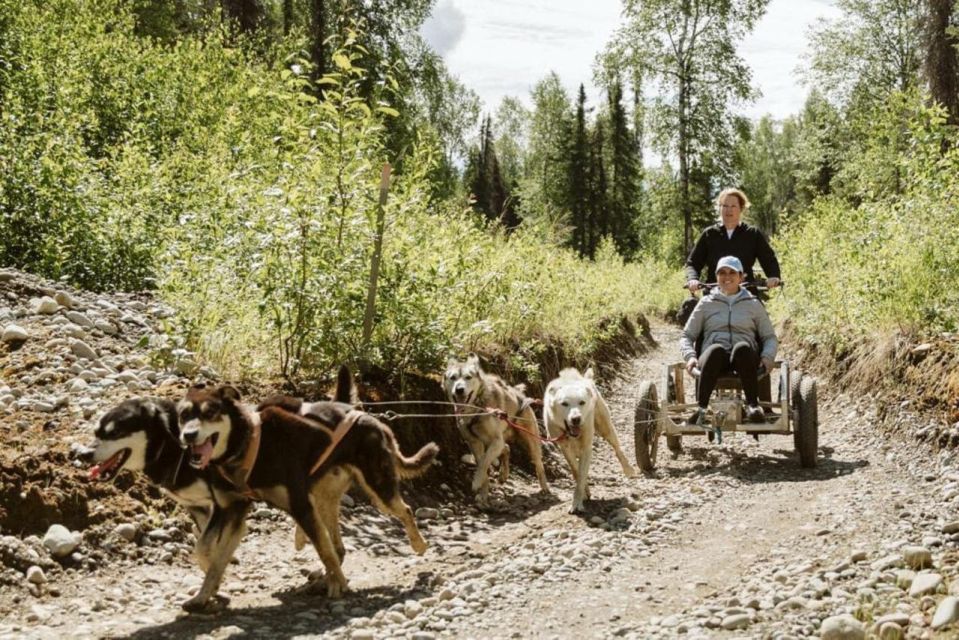 Talkeetna: Mushing Experience With Iditarod Champion Dogs - Common questions