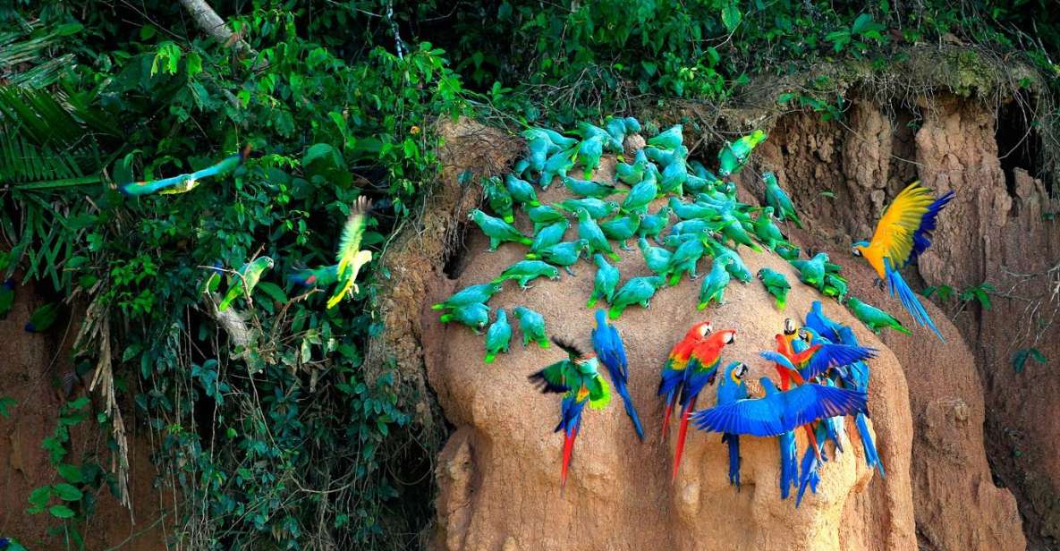 Tambopata Macaw Clay Lick 3 Days/1 Nights - Booking Information