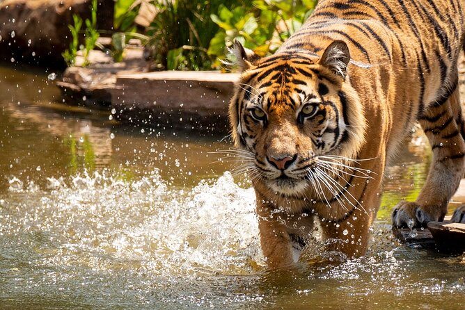 Tiger Experience at Melbourne Zoo - Excl. Entry - Participant Requirements