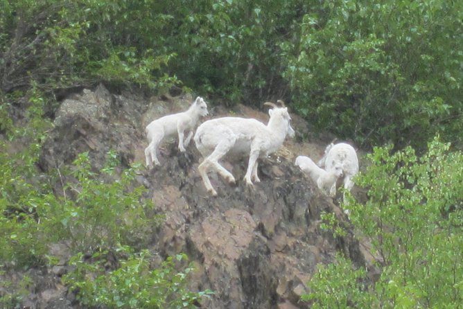 Turnagain Arm Tour: "A Must See Destination" - Scenic Highlights