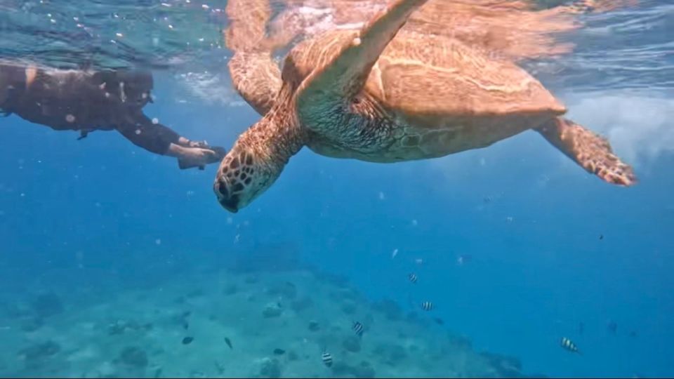 Waikiki: Monk Seal Bay Dolphin and Turtle Jet Snorkel Tour - Sum Up
