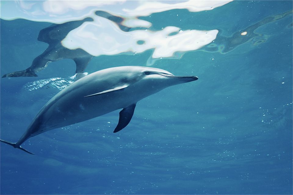 West O'ahu: Swim With Dolphins Catamaran Cruise - Booking Flexibility and Refund Policy