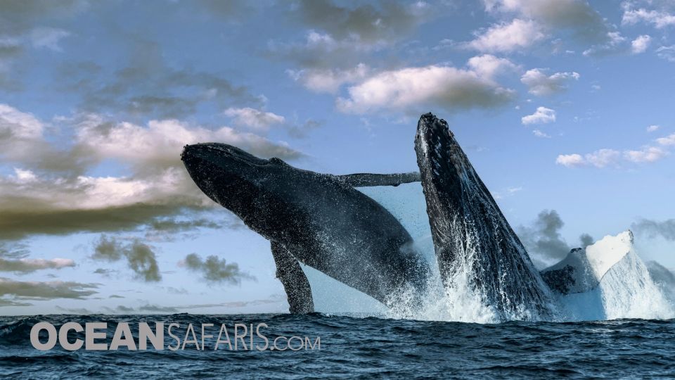 Whale and Wildlife Watching Private and Semi-Private Tours - Restrictions