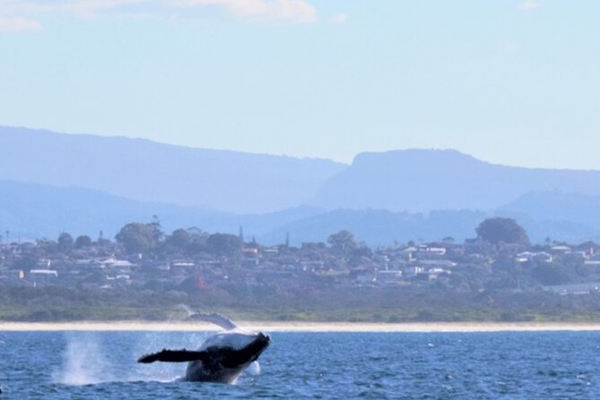 Whale Watching Australia Experience (3hours) - Maximum of 22 Travelers