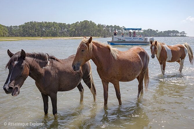 Wild Pony Watching Boat Tour From Chincoteague to Assateague - Weather and Cancellation Policy