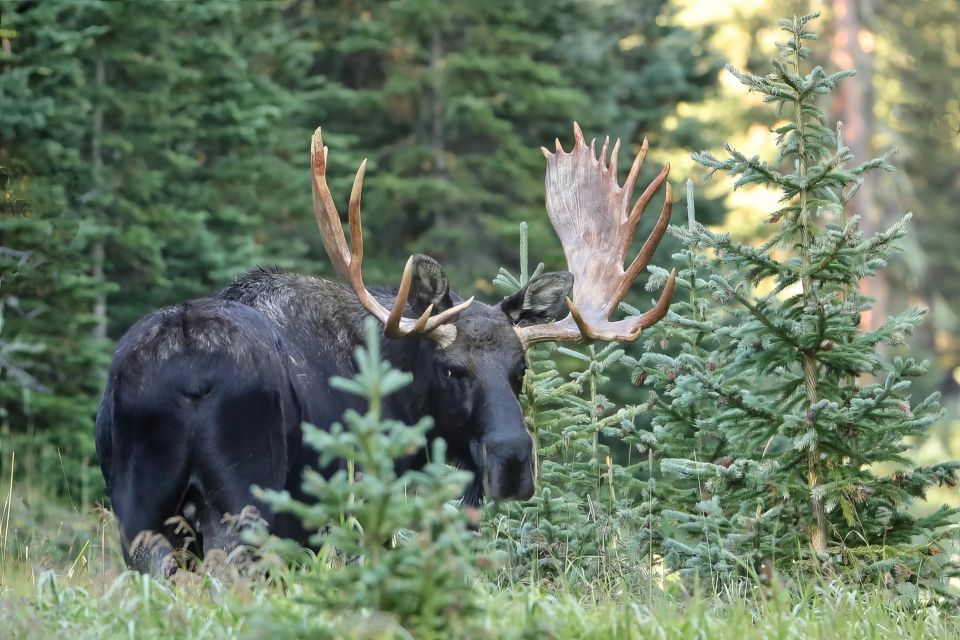 3/4 Day RMNP Mtn to Sky+Bear Lake Rd Tour-RMNPhotographer - Tour Price and Exclusions