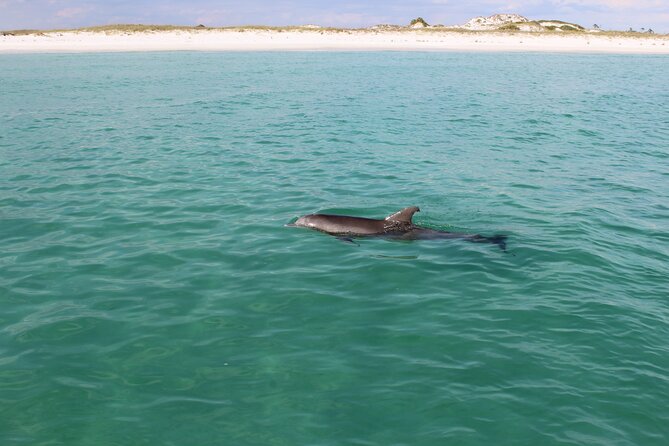 3 Hour Dolphin Tour and Snorkeling in Shell Island - Snorkeling Equipment Provided