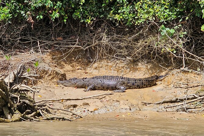 3B Daintree Rainforest, Mossman Gorge, Crocodile Wildlife Cruise - Common questions