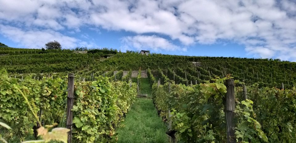 Alsace: Private Wine Tour - Common questions