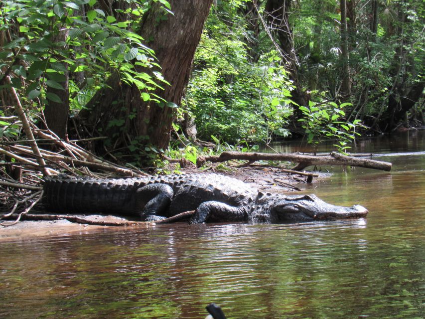 Blackwater Creek: Exclusive Nature Escape Kayak Adventure - Transportation Details