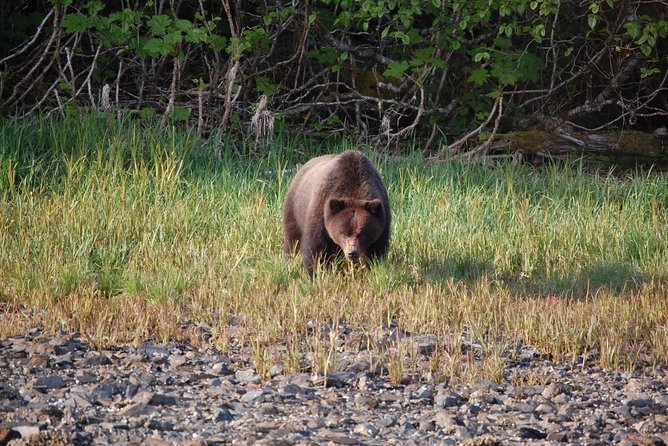 Chichagof Island Tour: Brown Bear Search - Tour Highlights