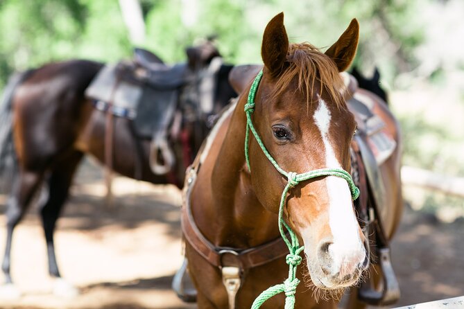 Cowpoke Ride: Adventurous Horseback Tour Just 9 MILES From Sedona - Reviews and Feedback